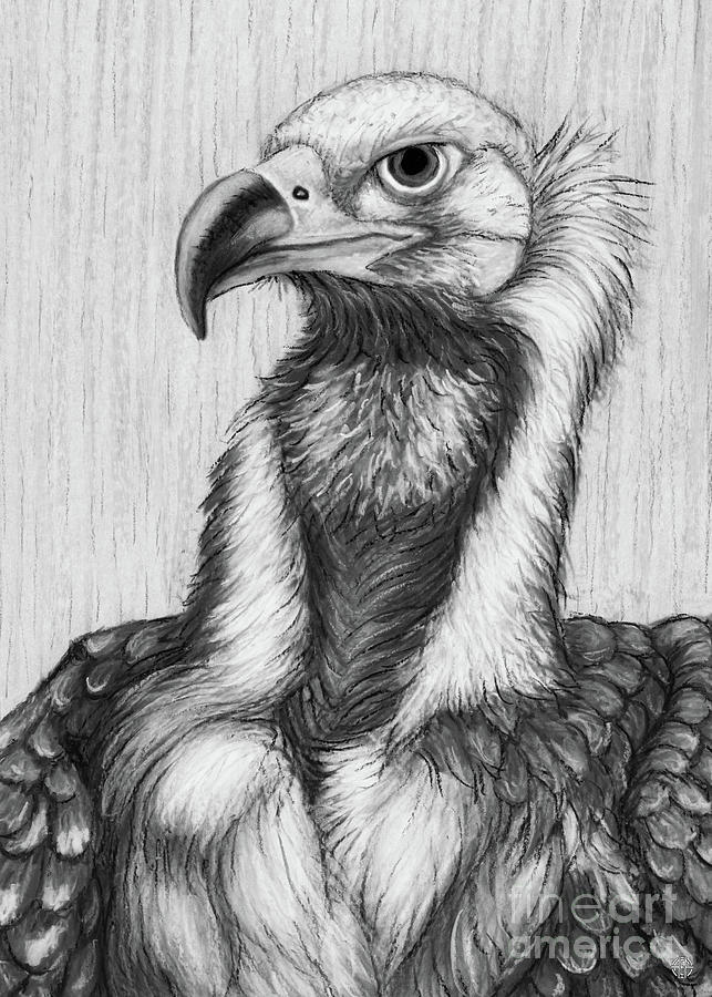 Cinereous Vulture. Black and White Drawing by Amy E Fraser