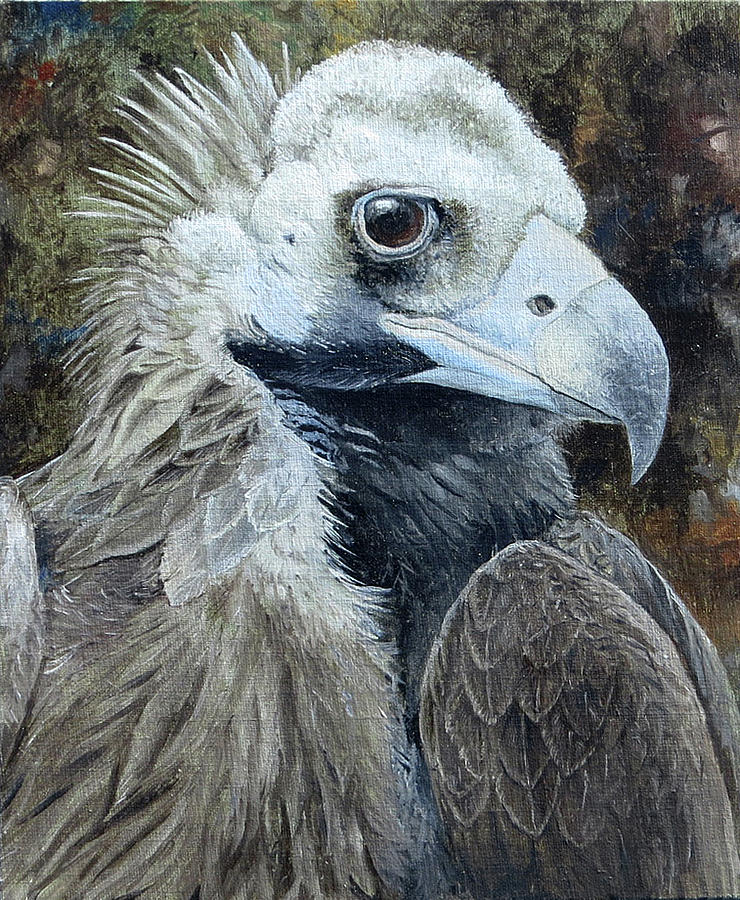 Cinereous Vulture Portrait Painting by Barry Kent MacKay