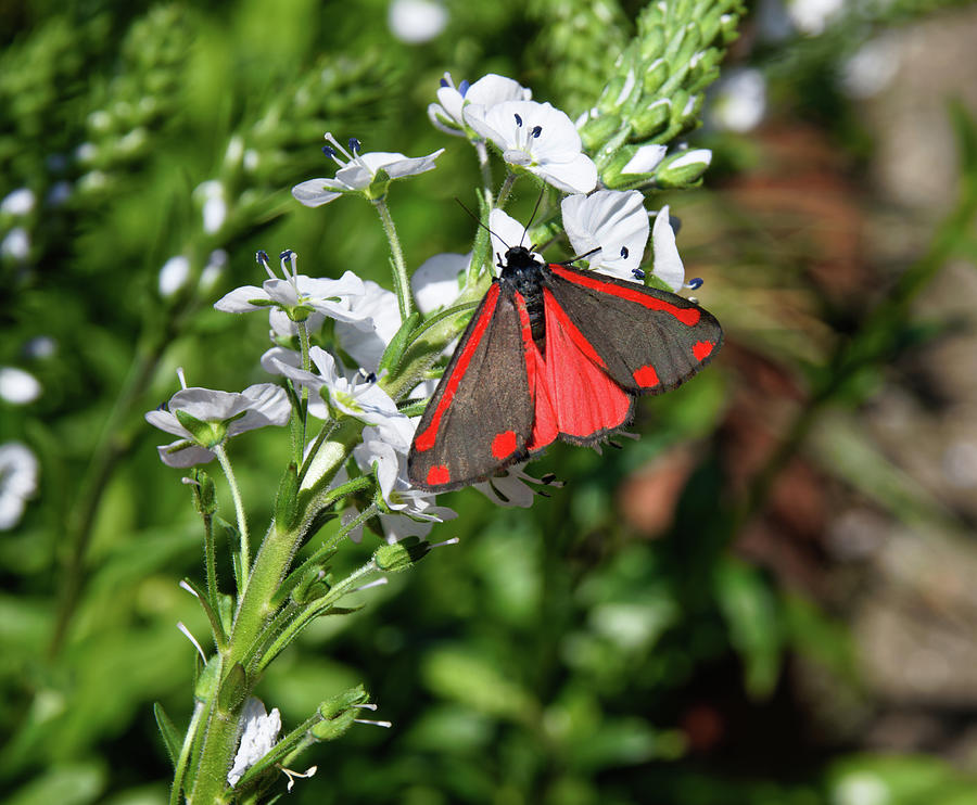 Cinnabar Moth Photograph by Jeff Townsend