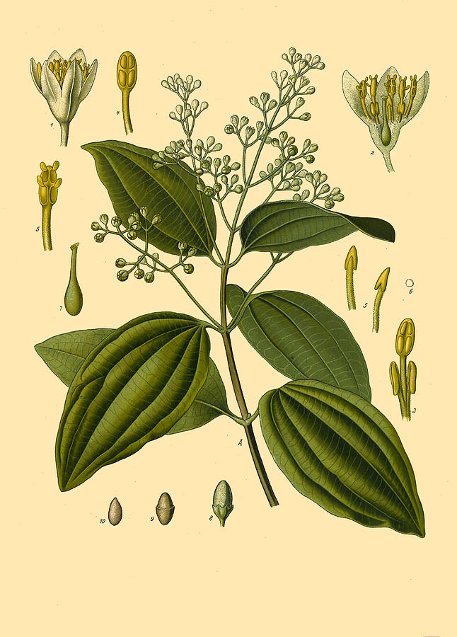 Cinnamomum verum Drawing by Walther Otto Mueller
