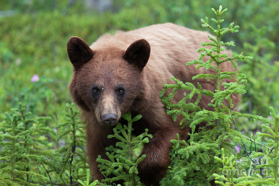 Cinnamon bear, Canada Photograph by Armelle Troussard Fine Art America
