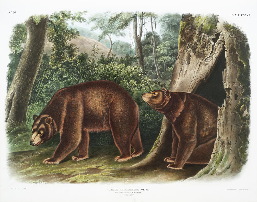 Cinnamon Bear. John Woodhouse Audubon Mixed Media by World Art Collective
