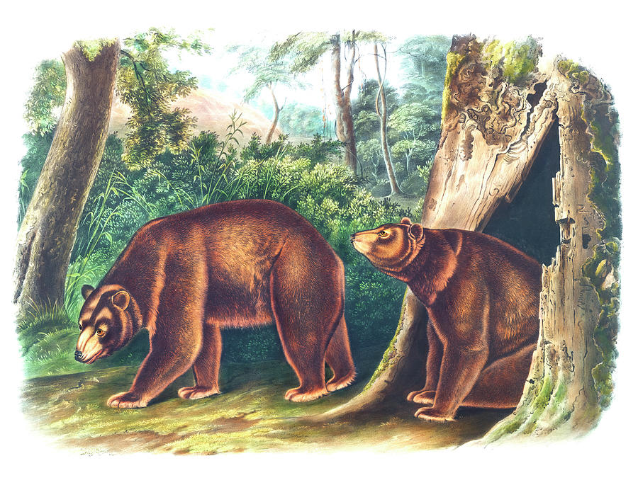 John James Audubon Drawing - Cinnamon Bear by John Woodhouse Audubon