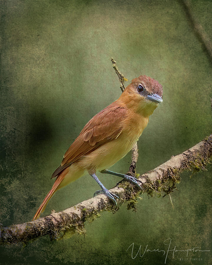 Cinnamon Becard, Costa Rica - 9308 Photograph by Wally Hampton - Fine ...