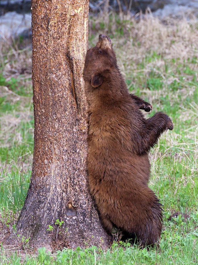 Cinnamon Black Bear scratching its back Photograph by Wesley Aston