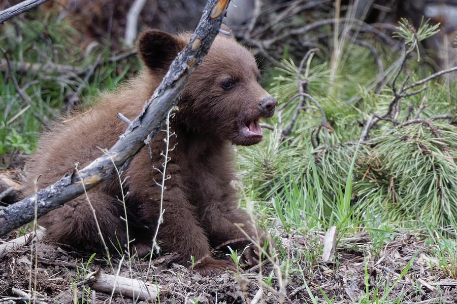 Cinnamon Cub Photograph by Natural Focal Point Photography