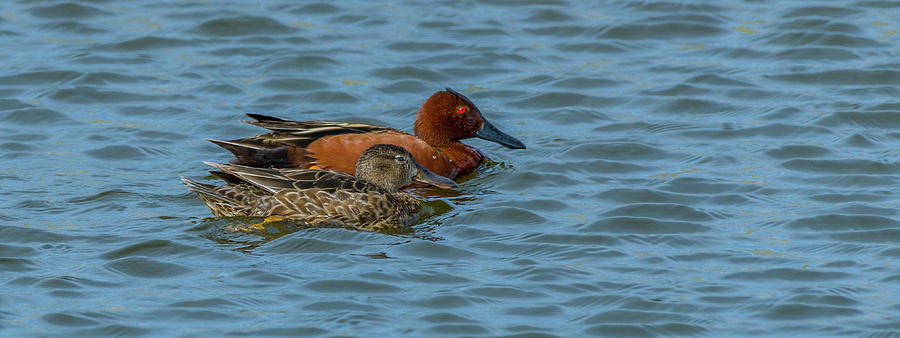 Cinnamon Duck Couple Photograph by Yeates Photography