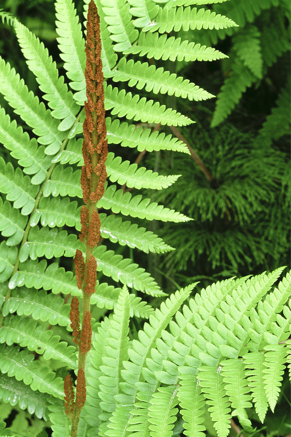 Cinnamon fern Photograph by GeoStock