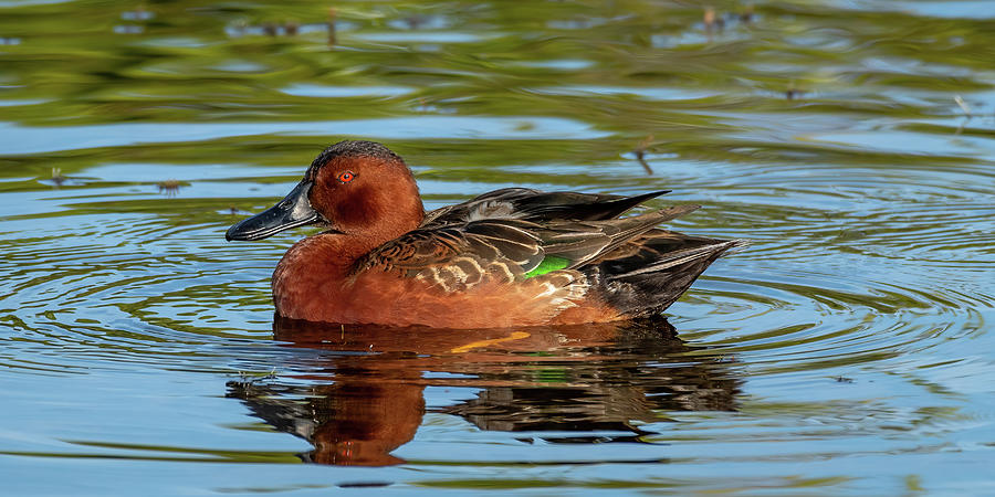 Cinnamon Teal and Ripples Photograph by Bradford Martin