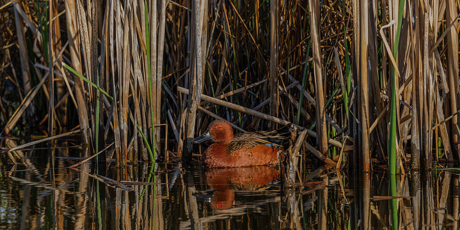 Cinnamon Teal Duck In Idaho Photograph by Yeates Photography