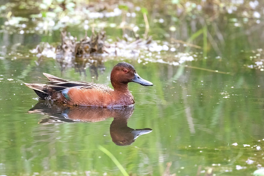 Cinnamon Teal Photograph by Jerry Cahill