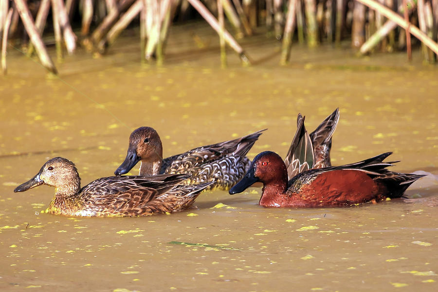 Cinnamon Teal and Friends Photograph by Robert Harris