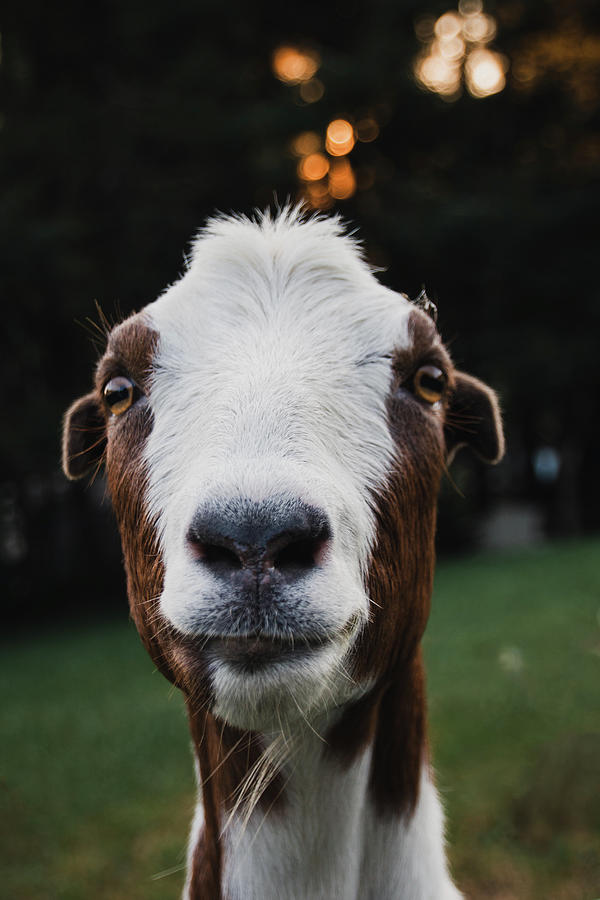 Animal Photograph - Cinnamon, The Goat by Robby Batte