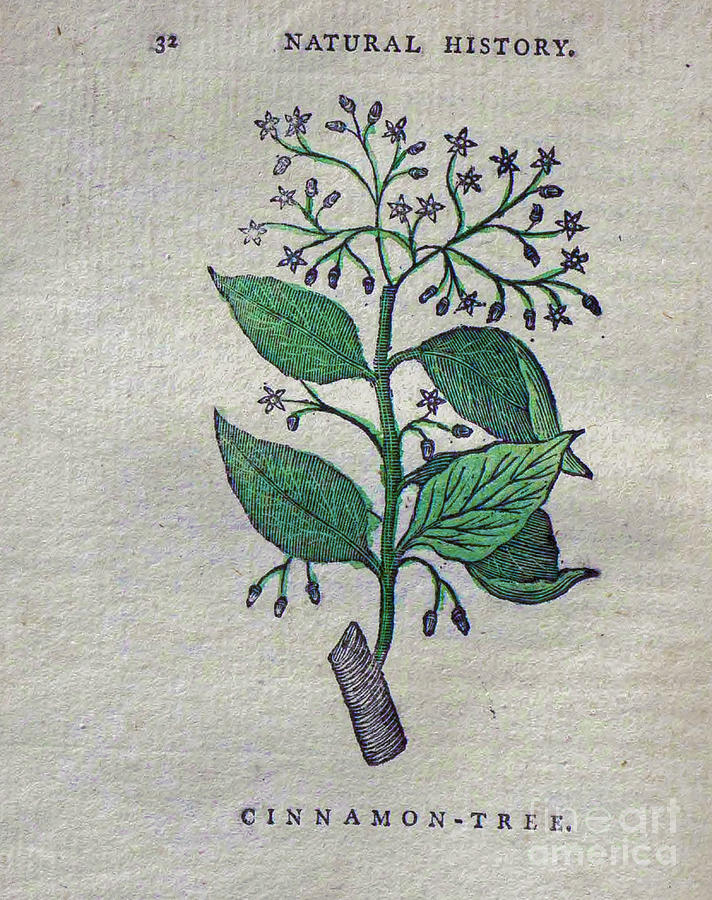 Cinnamon Tree t1 Drawing by Botany