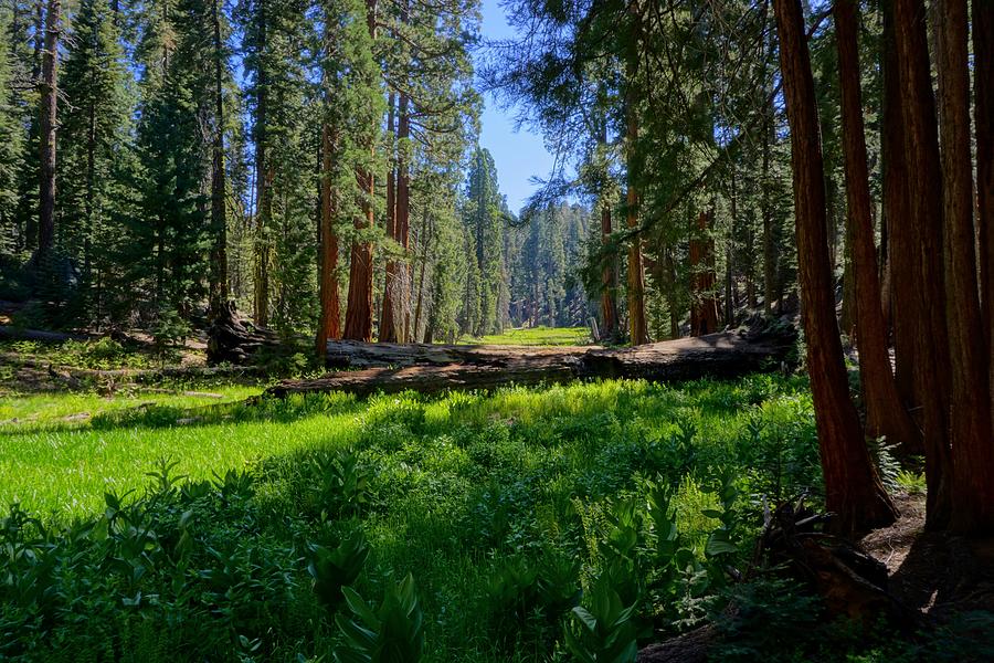 Circle Meadow Sequoia National Park  Photograph by Brett Harvey