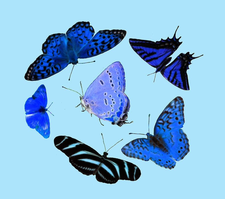Circle Of Blue Butterflies - Fractalius Photograph by Shane Bechler