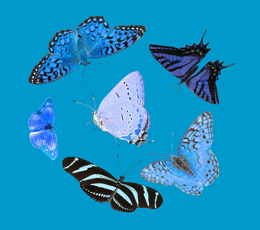 Circle Of Blue Butterflies Photograph by Shane Bechler