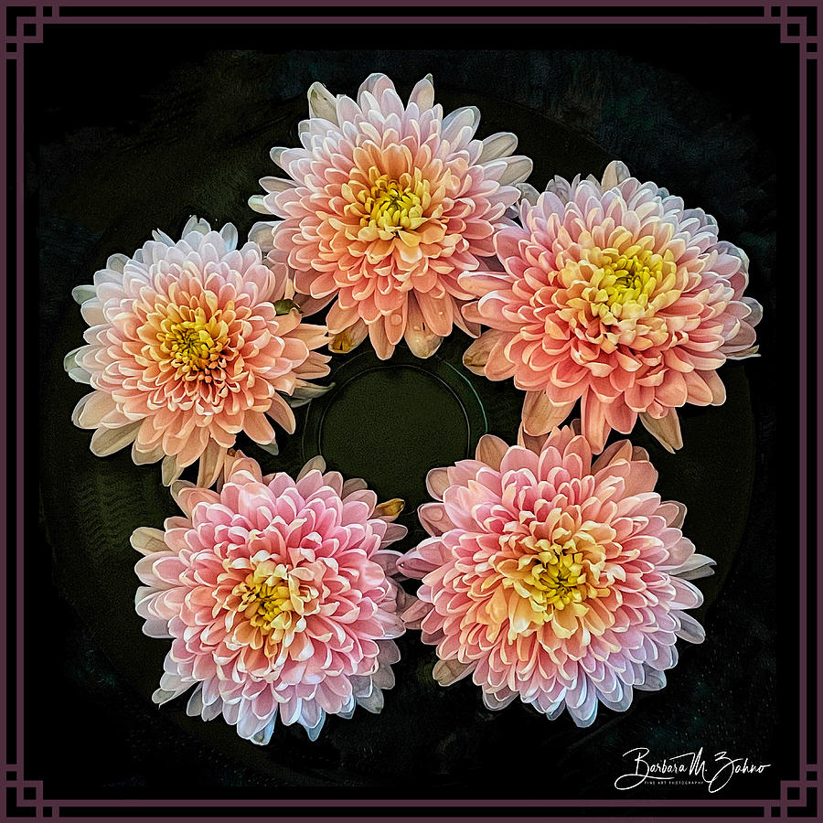 Circle of Chrysanthemums Photograph by Barbara Zahno