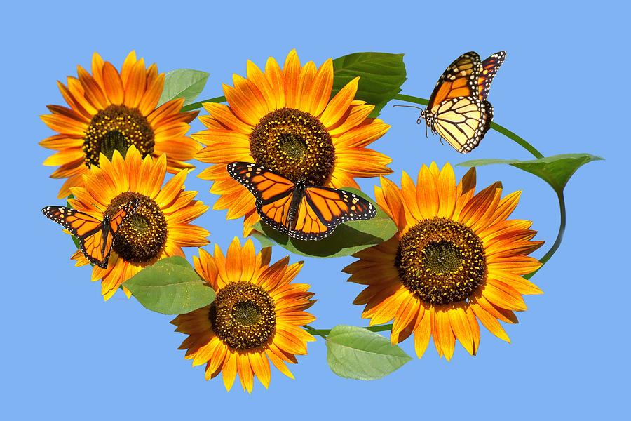 Sunflower Photograph - Circle of Life - Butterflies and Sunflowers by Nikolyn McDonald