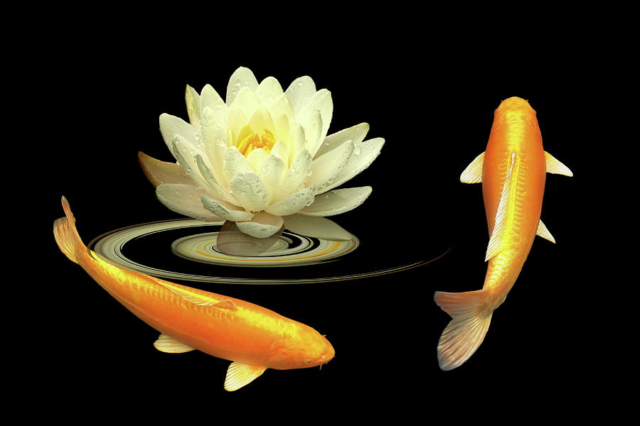 Circle Of Life - Koi Carp With Water Lily Photograph by Gill Billington