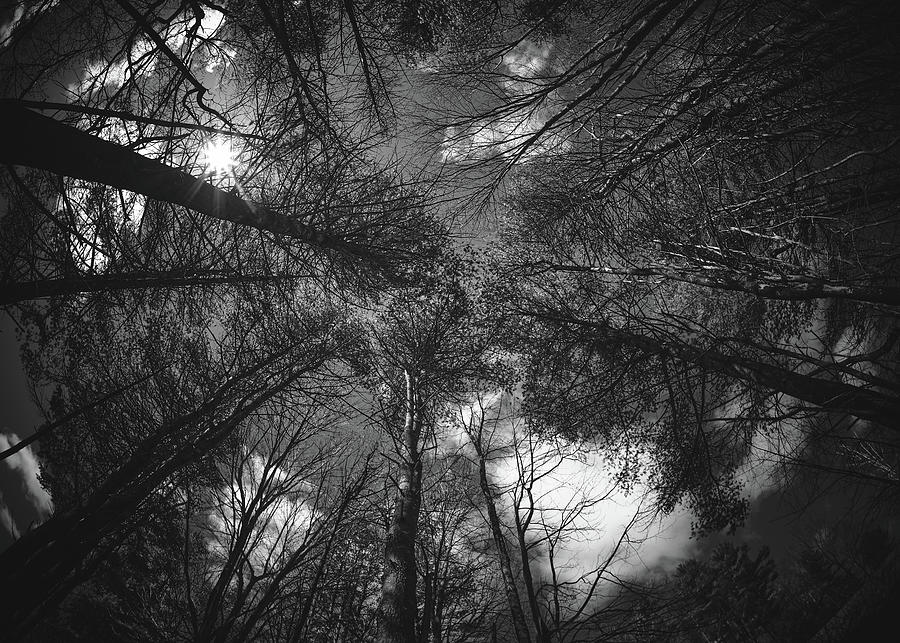 Circle Of Trees Photograph by Bob Orsillo - Fine Art America