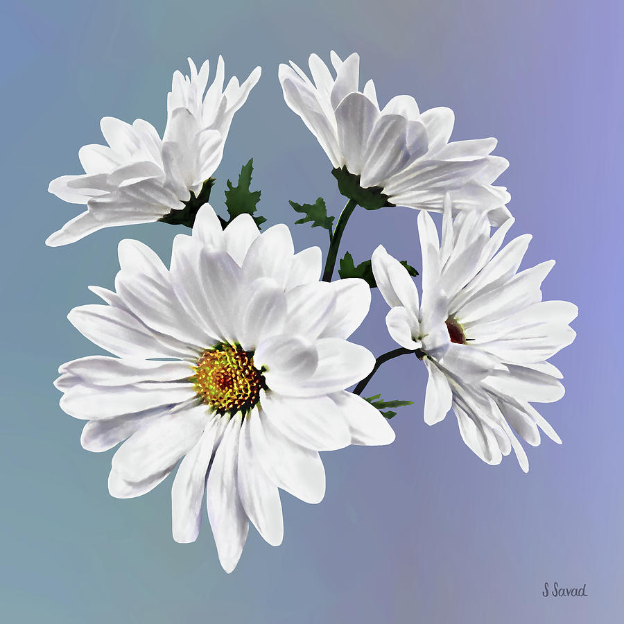 Daisy Photograph - Circle of White Daisies by Susan Savad