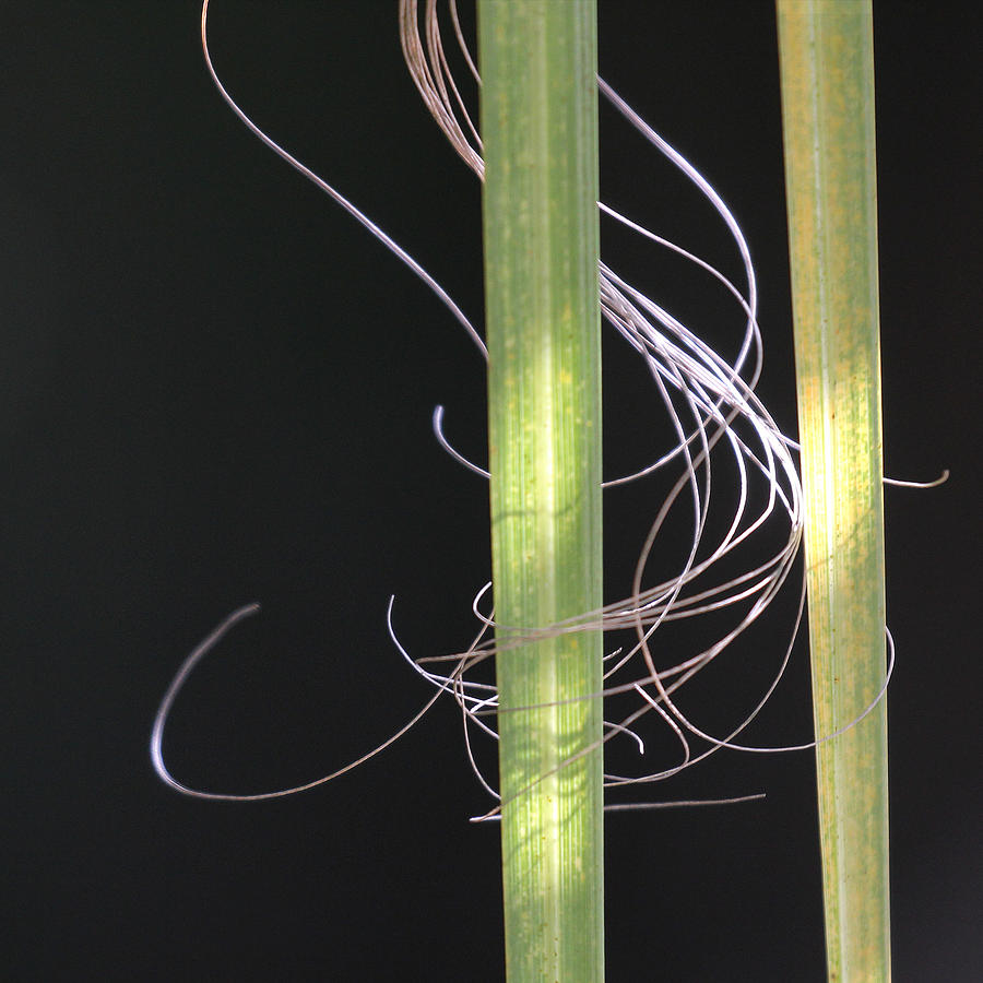 Circled Reeds Photograph by Decoris Art Circled Reeds Photograph by Decoris Art