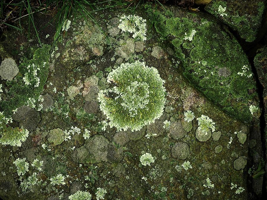 Rocks For  Lichen Photograph by Alida M Haslett
