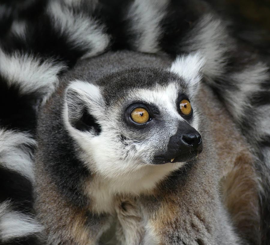 Circling Ring-tailed Lemur Tail Photograph by Margaret Saheed