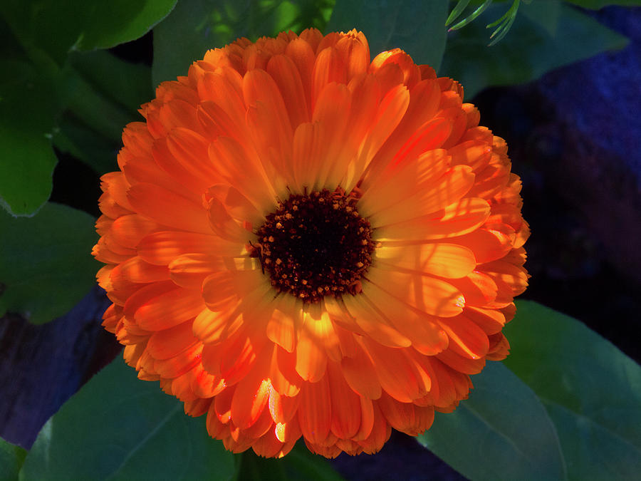 Circular Orange Blossom Photograph by David Desautel