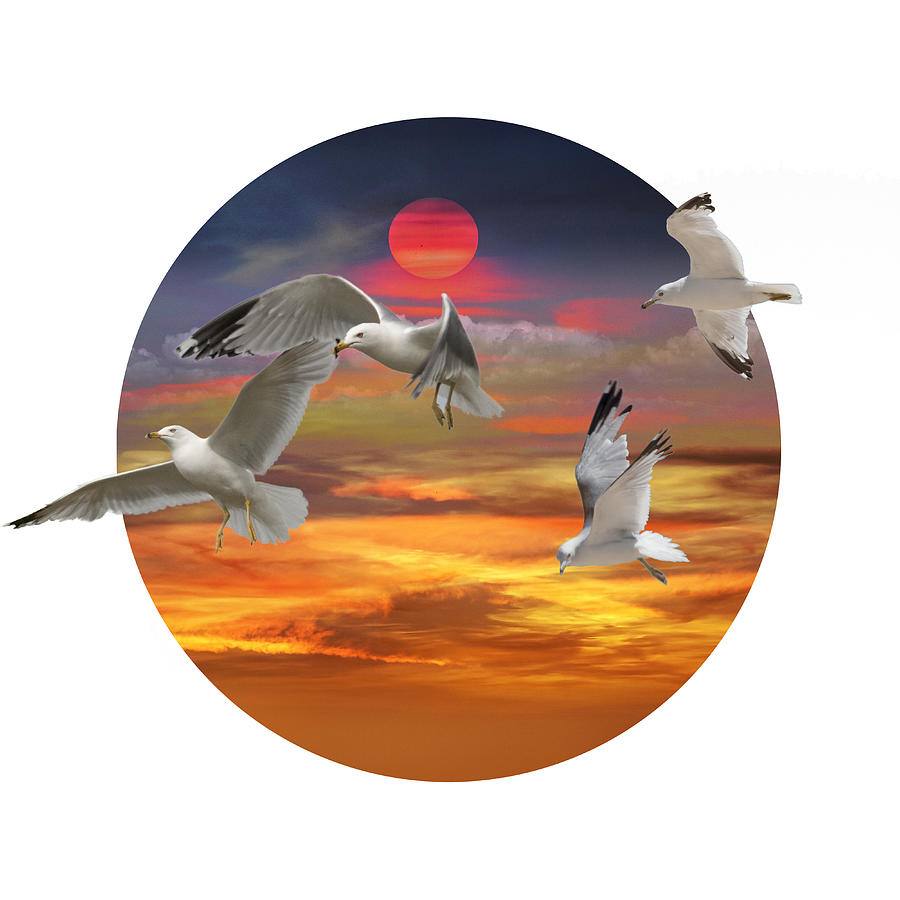 Circular Photo with Flying Gulls and Sunset Photograph by Randall Nyhof