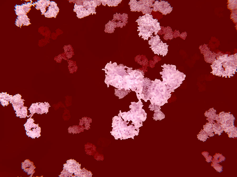 Circulating antibodies, illustration Drawing by Juan Gaertner/science Photo Library