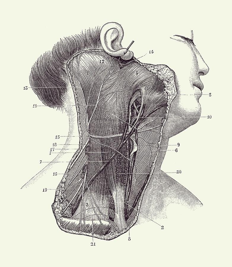 neck diagrams file .fdb