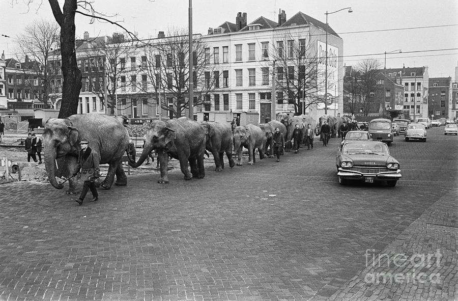 Circus Elephants, 1964 Photograph by Winifred Walta