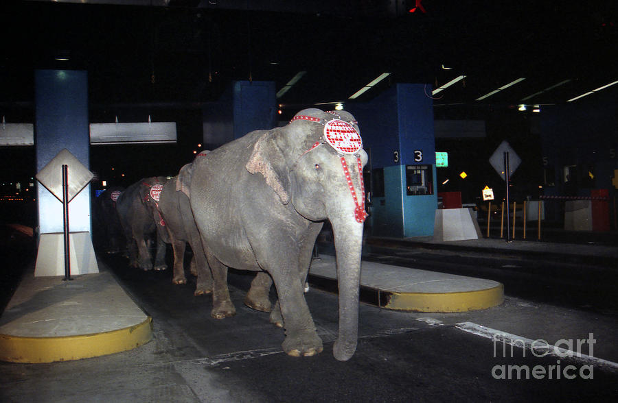 Circus elephants marching through the Queens Midtown Tunnel Photograph by Steven Spak