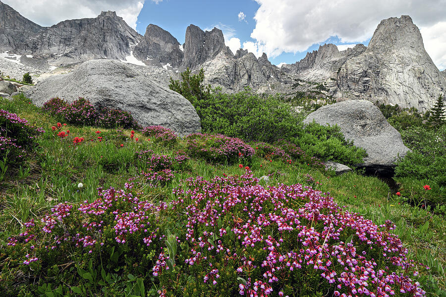 Cirque of the Towers and Mountain Heather - Wind River Mountains Photograph by Brett Pelletier