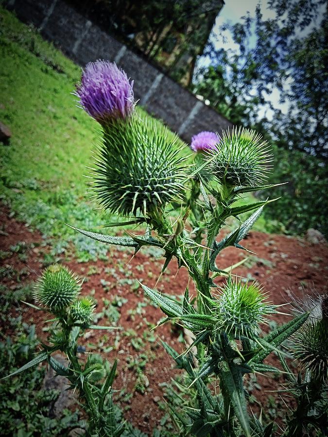 Cirsium vulgare Photograph by Dennis Barasa - Fine Art America