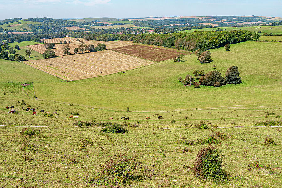 Cissbury Ring Rampart View Photograph by Hazy Apple