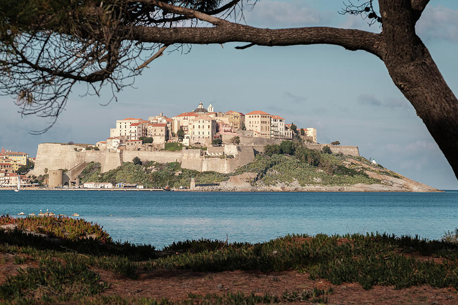 Citadel Of Calvi In Corsica Photograph