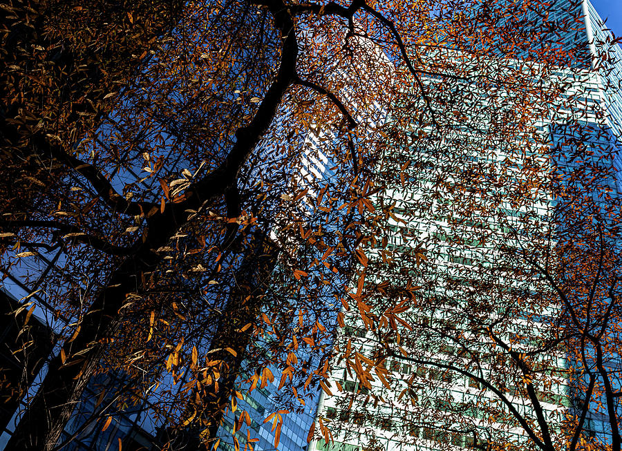 Citicorp Center and Fall Tree Photograph by Robert Ullmann