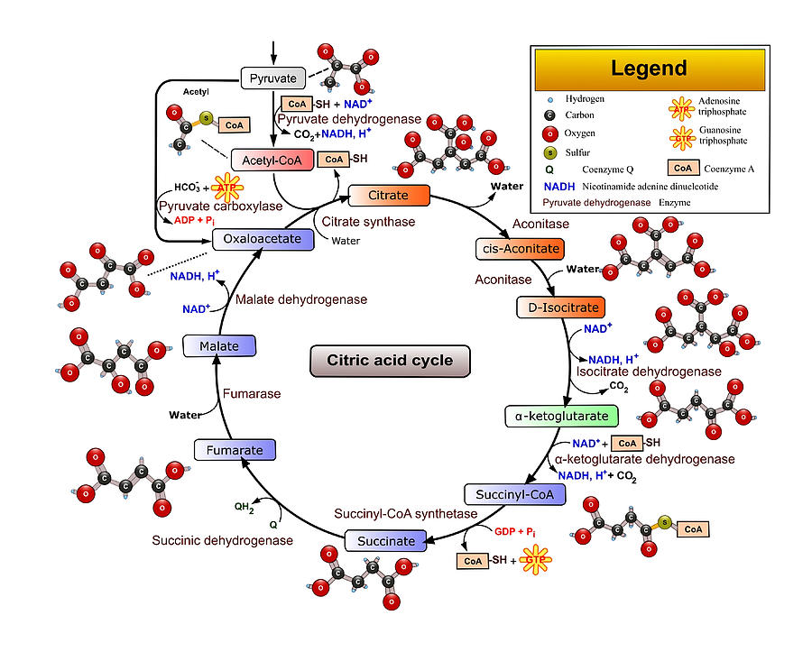 Citric Acid Cycle TCA Cycle Krebs Cycle Painting by Kevin Beth | Fine ...