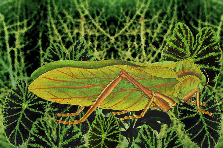 Citron leaved locust in a night garden Mixed Media by Lorena Cassady