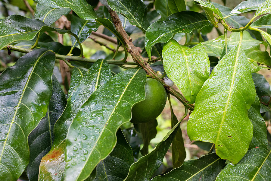Citrus fruit tree in tropical rainforest, raindrops on leaves, Tawau Hills, Borneo, Malaysia Photograph by Vyacheslav Argenberg