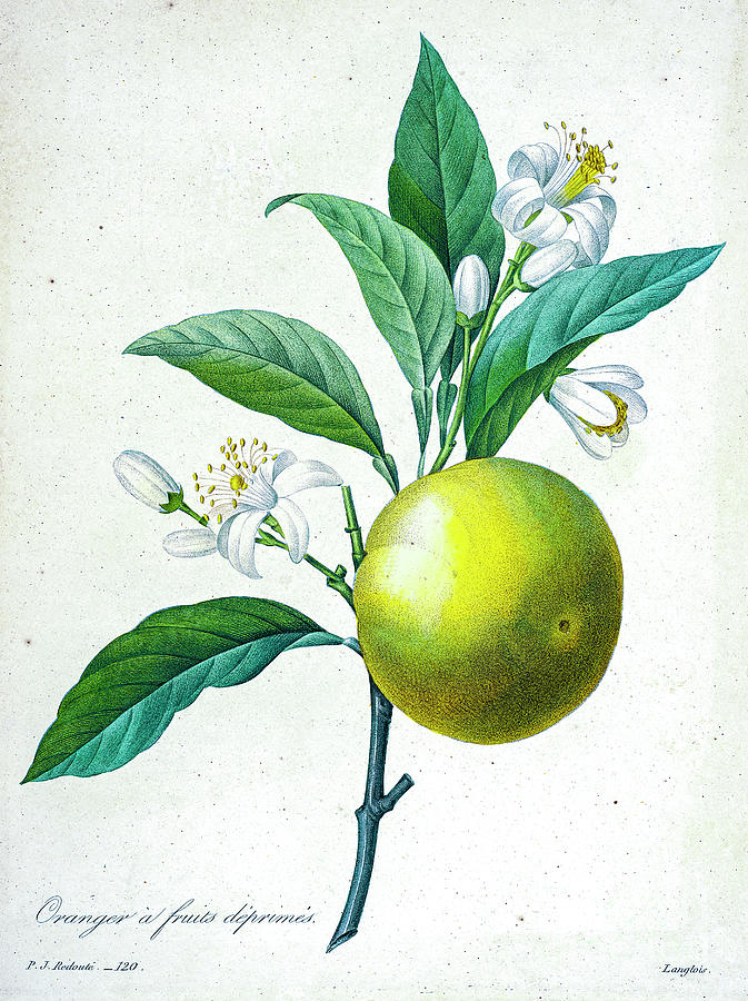 Citrus Illustration 1827 R1 Drawing