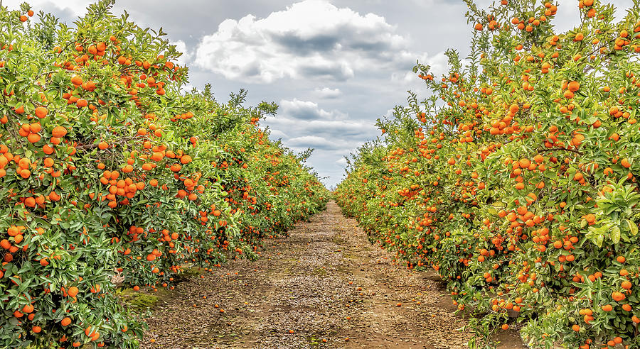 Citrus Orchard Photograph by Elvira Peretsman