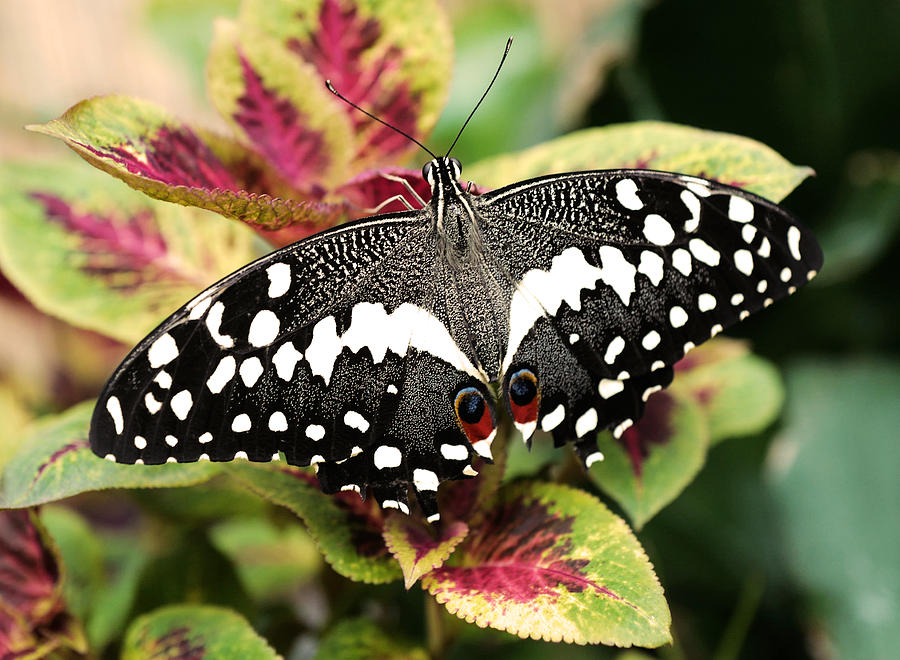 Citrus Swallowtail Photograph by Rona Black