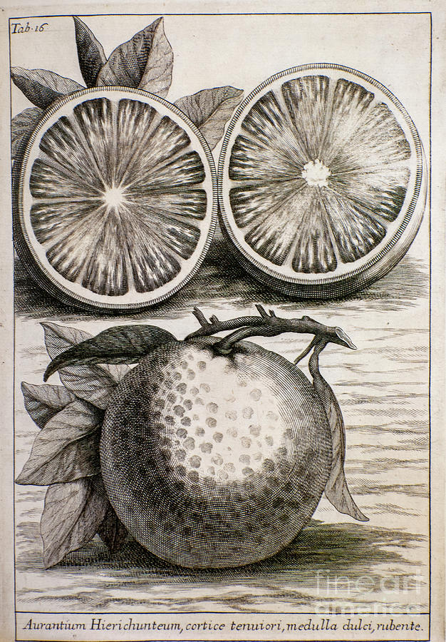 citrus x aurantium Engraved plate o  Photograph by Historic illustrations