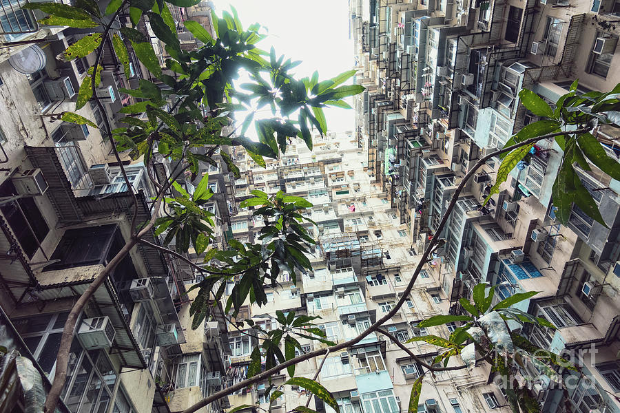 City Jungle Photograph by Davy Cheng