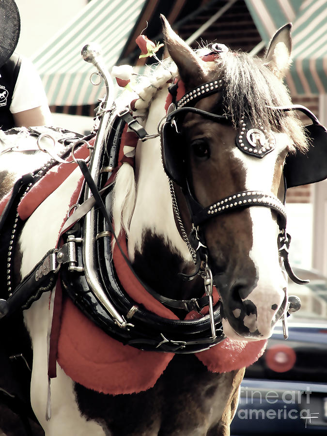City Market Horse Photograph by Theresa Fairchild