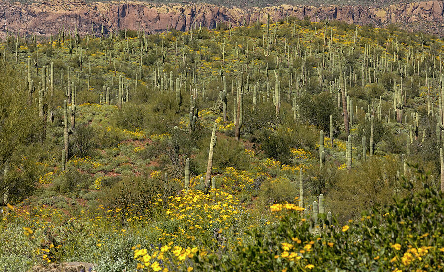 Spring Photograph - City of Saguaros by Sue Cullumber